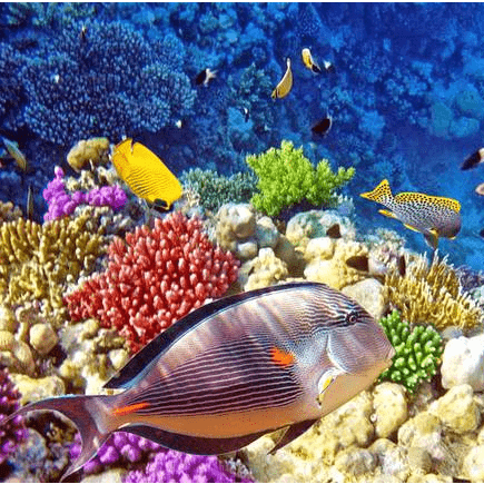 Operation wallacea 2021 picture